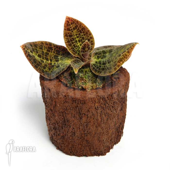 Anoectochilus albolineatus