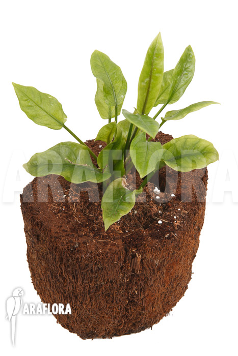 Anthurium Jungle Bush Dwarf ‚S‘