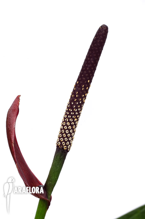 Anthurium ‚Lovely Green‘