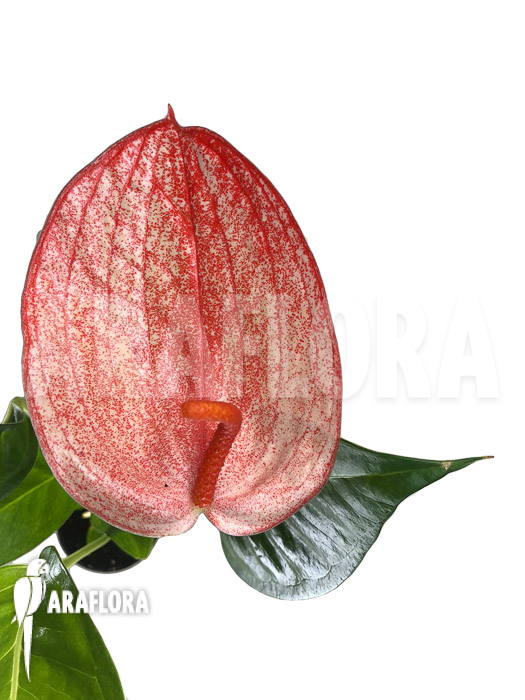 Anthurium ‚Red 174‘