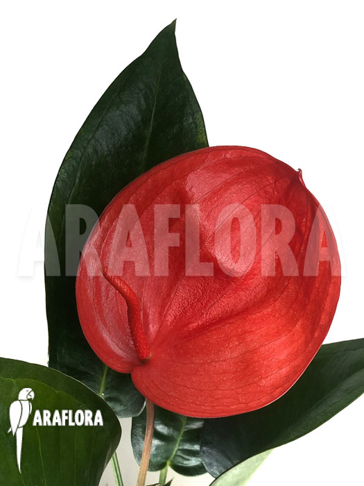 Anthurium ‚Red 175‘