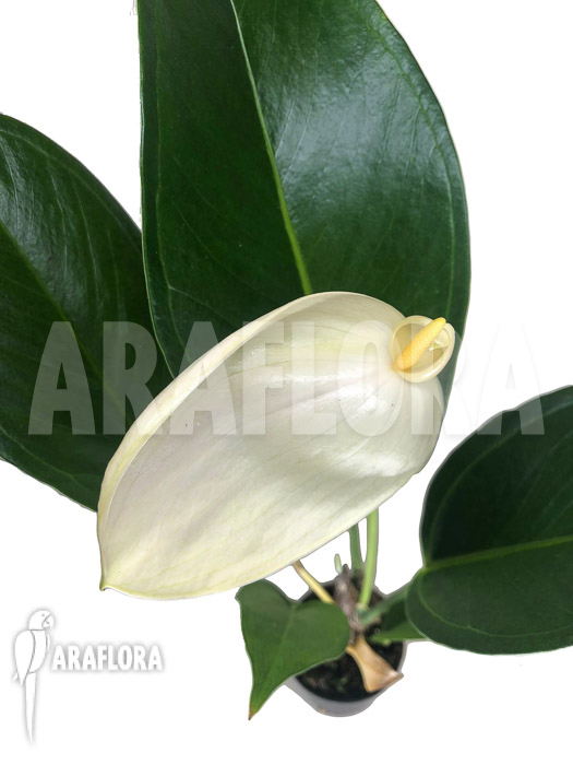 Anthurium ‚White a13