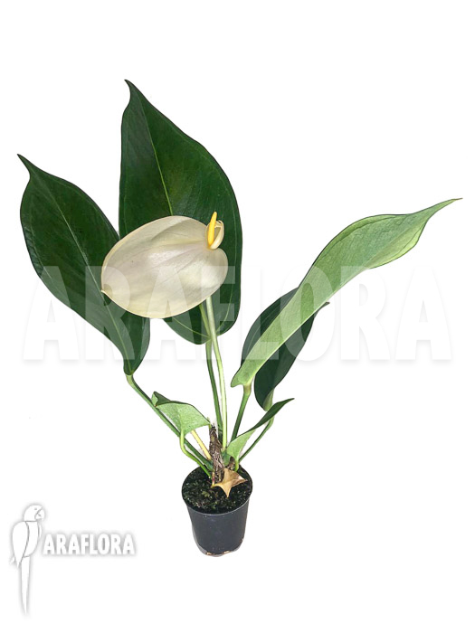 Anthurium ‚White a13