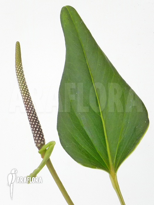 Anthurium caucanum