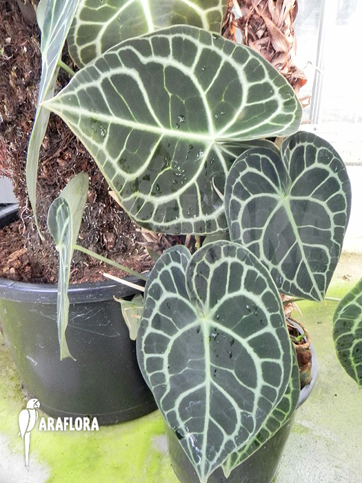 Anthurium clarinervium