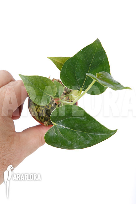 Anthurium decipiens ’starter‘