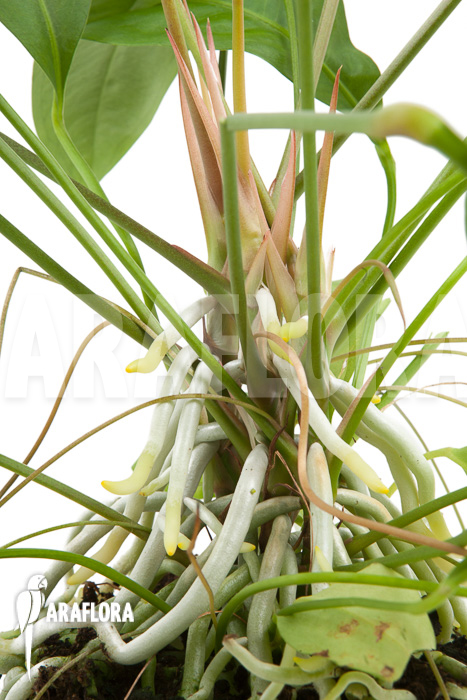 Anthurium gracile ‚Wide Leaf‘