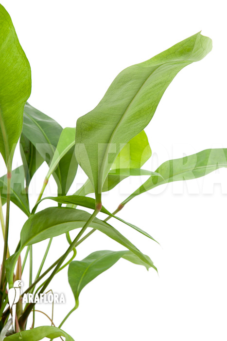 Anthurium gracile ‚Wide Leaf‘