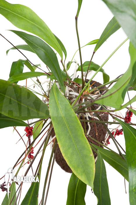 Anthurium gracile ‚XL‘