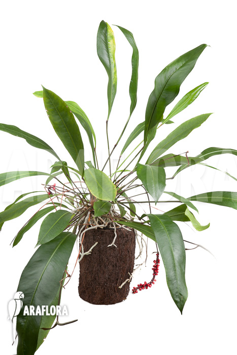 Anthurium gracile ‚XL‘