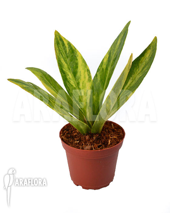 Anthurium hybrid variegated