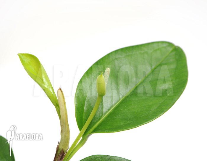 Anthurium obtusum ‚S‘