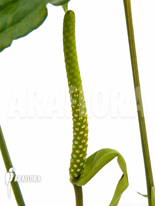 Anthurium polyschistum flower