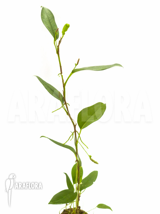 Anthurium scandens var. pumila ‚XL‘