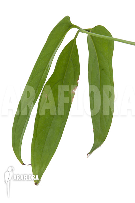 Anthurium species (Anthurium polydactylum)