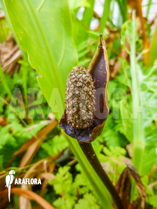 Anthurium species rio dulce guatemala