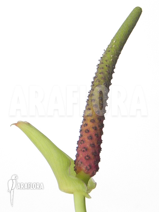 Anthurium species ‚Arrow‘