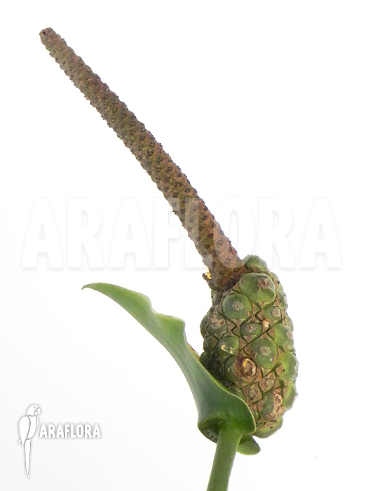 Anthurium species ‚Arrow‘