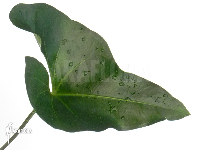 Anthurium species ‚Arrow‘