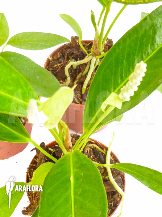 Anthurium terrarium package