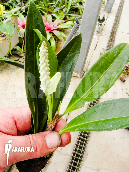 Anthurium obtusum ‚trinerve‘