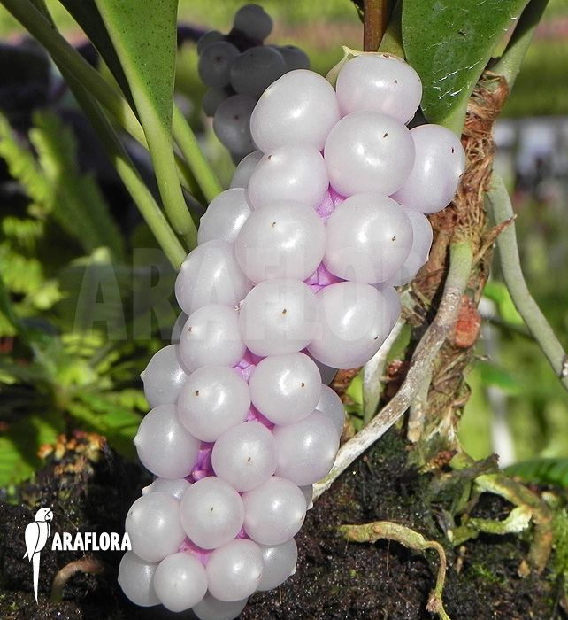Anthurium obtusum ‚trinerve‘