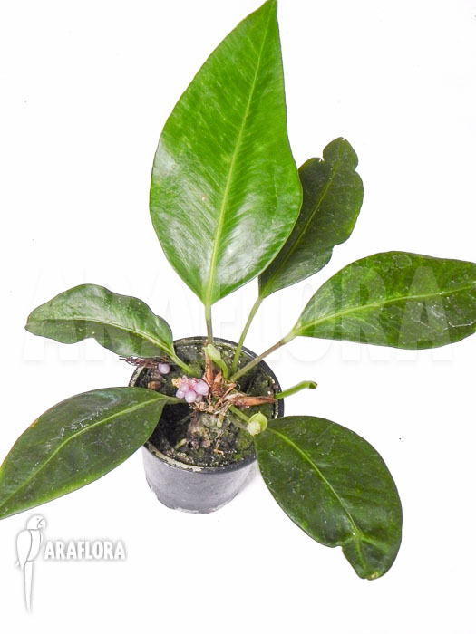 Anthurium obtusum ‚trinerve‘