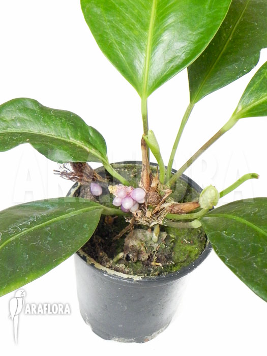 Anthurium obtusum ‚trinerve‘