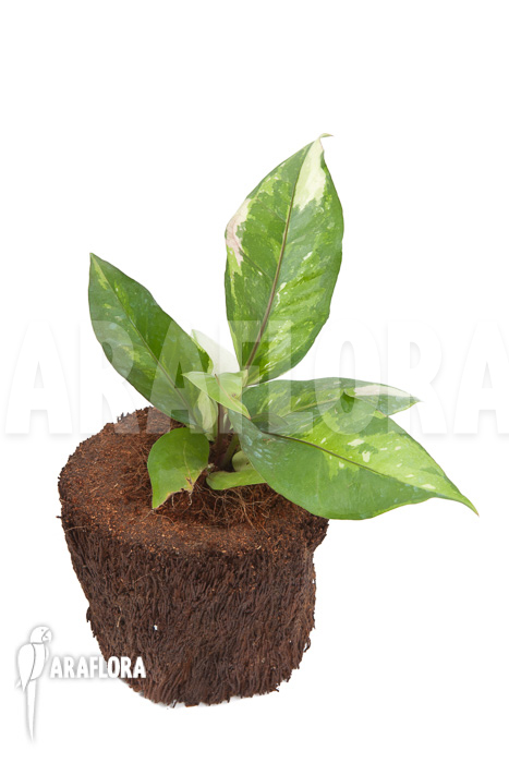 Anthurium variegated