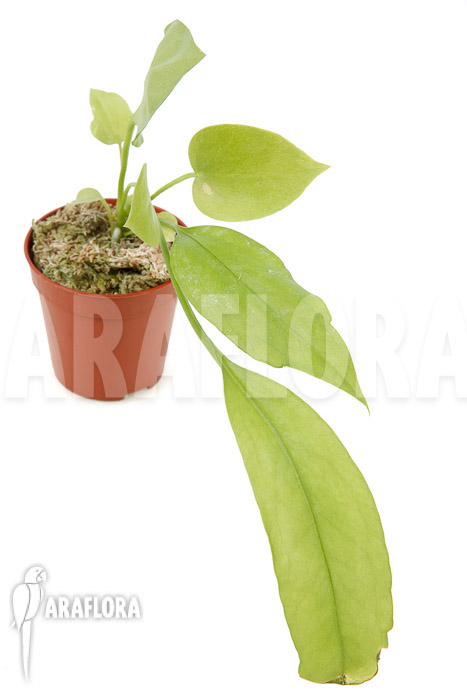 Anthurium vittarifolium typeB ’starter‘