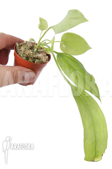 Anthurium vittarifolium typeB ’starter‘