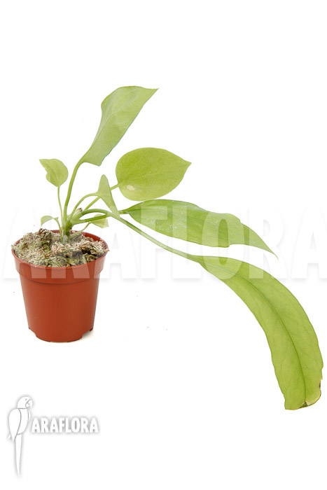 Anthurium vittarifolium typeB ’starter‘