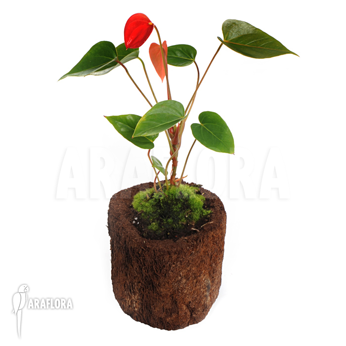 Anthurium x ‚Araflora Jungle‘