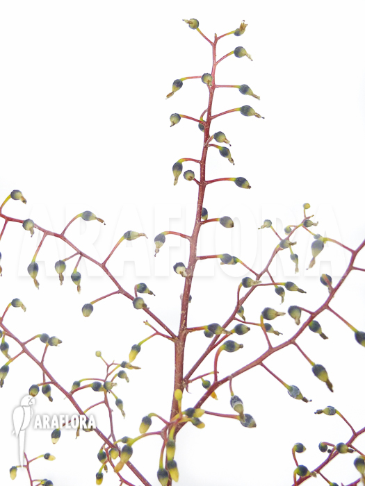 Araeococcus-micranthus-4