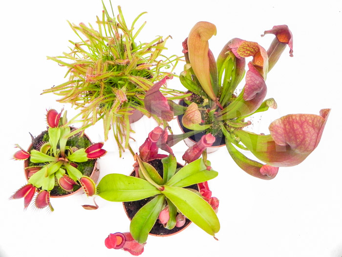 Araflora Carnivorous plant Starter package