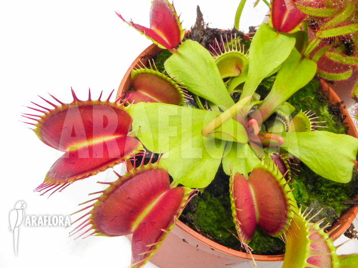 Araflora Carnivorous plant Starter package