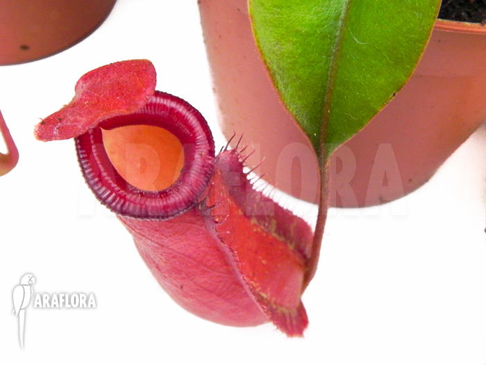 Araflora Carnivorous plant Starter package