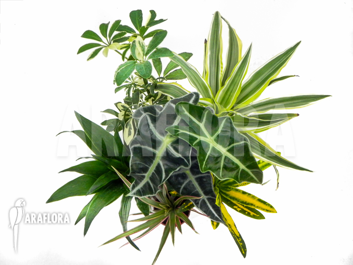 Araflora Easyplant Starter package