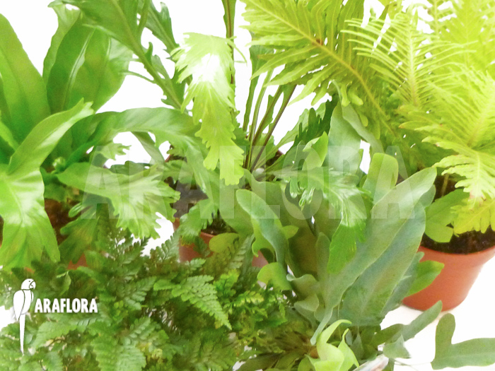 Araflora XL ferns Starter package