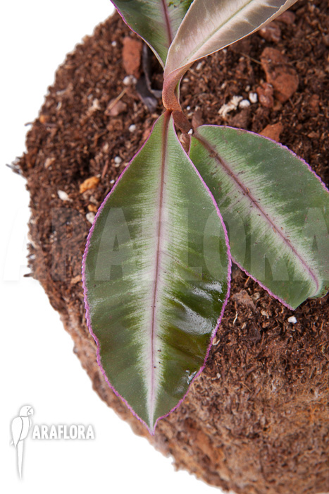 Ardisia sp Thailand‘ Lined‘