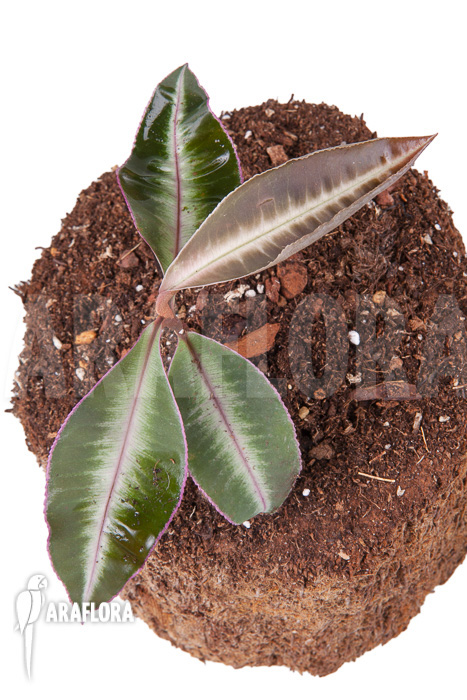 Ardisia sp Thailand‘ Lined‘