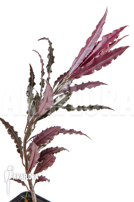 Ardisia sp ‚pink‘