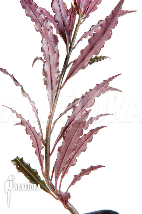 Ardisia sp ‚pink‘