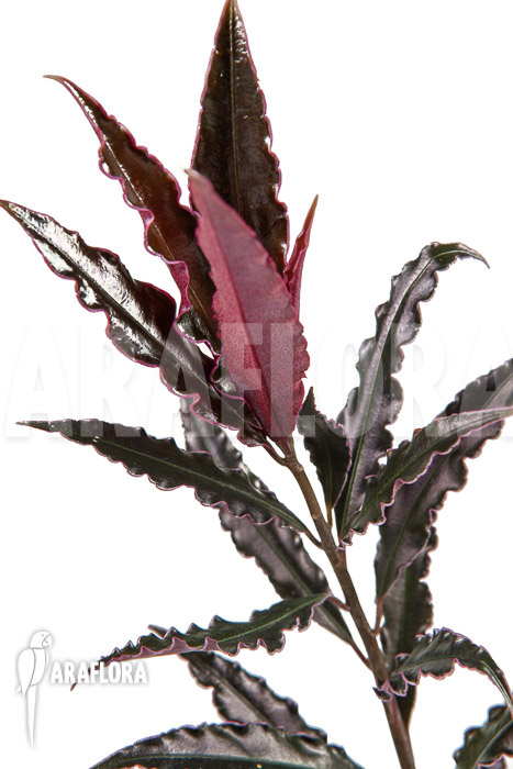 Ardisia sp ‚pink‘