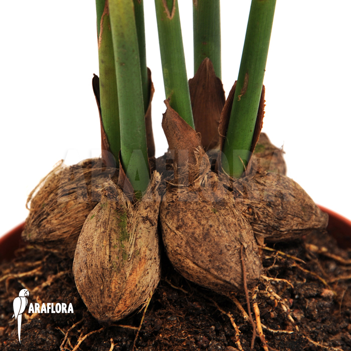 Areca catechu  ‚L‘