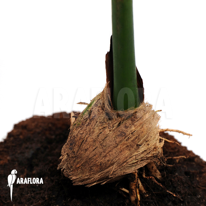 Areca catechu  ‚M‘