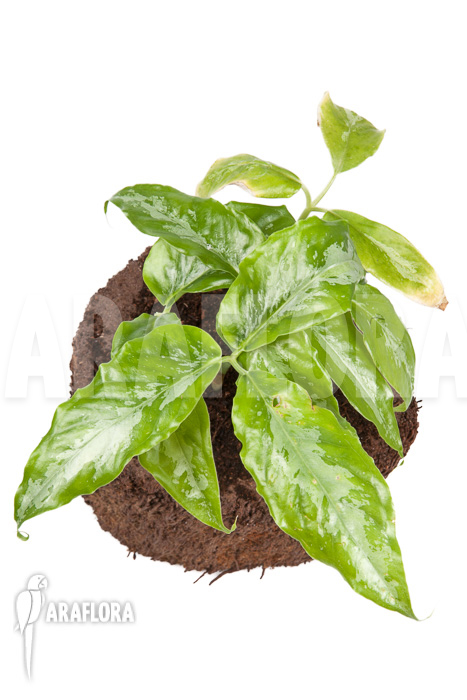 Arisaema filiforme ‚Borneo‘