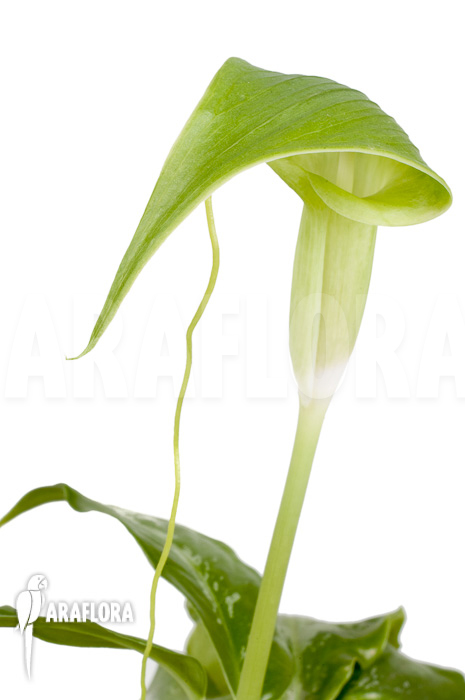 Arisaema filiforme ‚Borneo‘