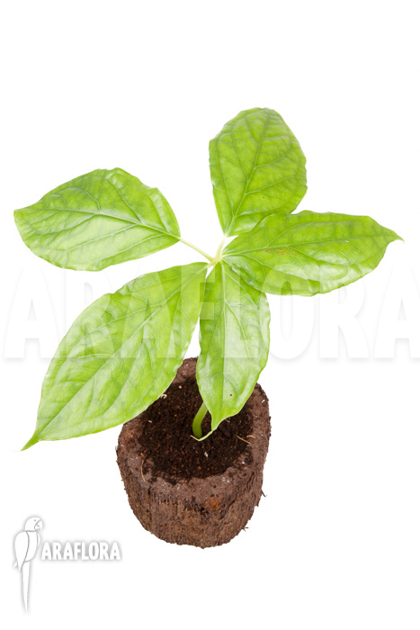 Arisaema filiforme ‚Java‘