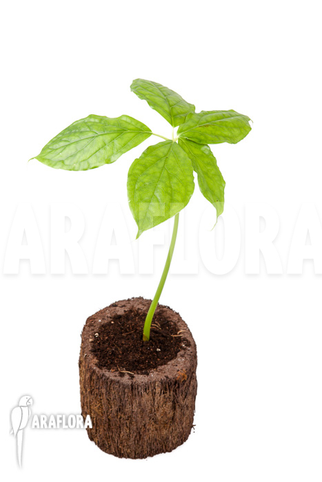 Arisaema filiforme ‚Java‘